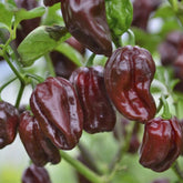 Hectarul - Seminte de ardei iute HABANERO CIOCOLATA, 20 seminte, FLORIAN